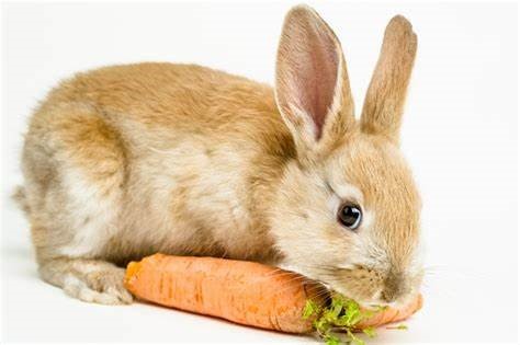 Europese-Academie-voor-natuurlijke-gezondheidszorg-Dierenverzorging-met-kruiden-afbeelding