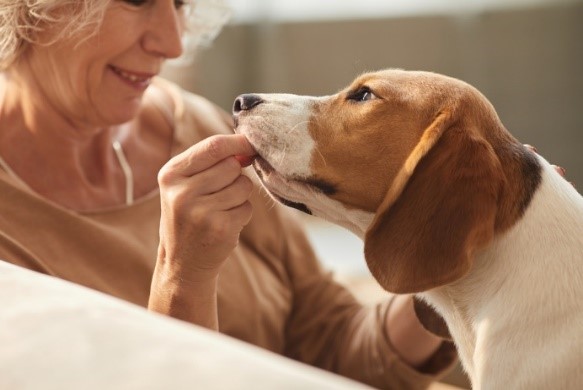 Europese-Academie-voor-natuurlijke-gezondheidszorg-Dierenverzorging-met-kruiden-afbeelding3